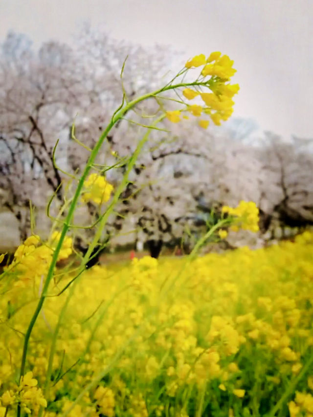 A Petal-Lined Path to Spring Bliss at Kumagaya Sakura Tsutsumi