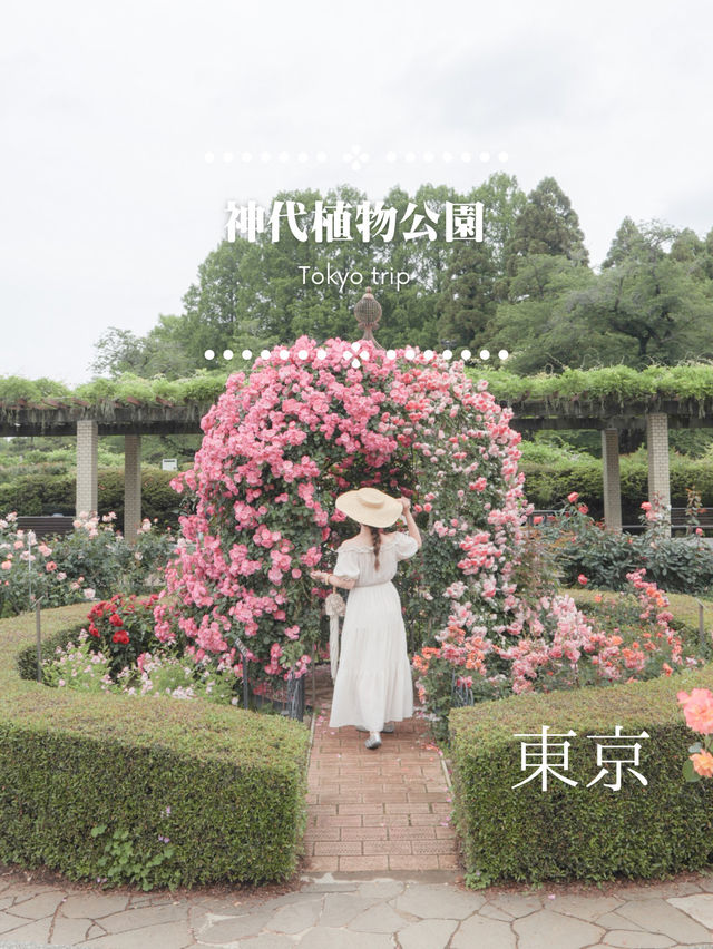 【東京おでかけスポット】神代植物公園バラが見ごろ！公共交通機関で行ける5月〜6月おすすめ