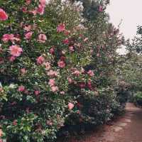 Camellia Hill – A Blooming Sanctuary on Jeju Island