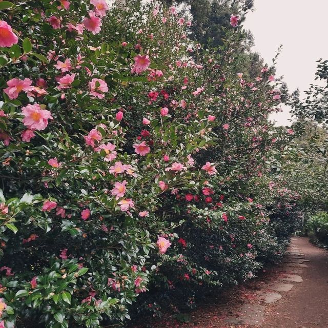 Camellia Hill – A Blooming Sanctuary on Jeju Island