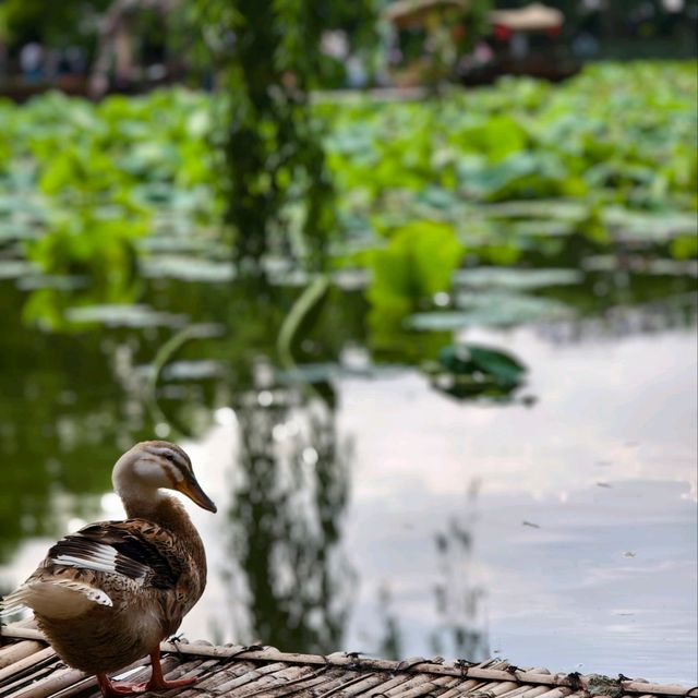 Cui Lake Chronicles: Where Ducks, Lotus, and Vibes Collide