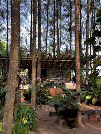 ป่าสนที่ไม่ต้องไปไกลถึงเชียงใหม่ 🌲