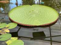 Beautiful Adelaide botanical garden