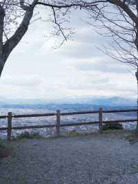 大阪飛去日本東北賞櫻: 一目千木櫻 