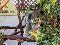 Sydney’s Wildest Family Day Out – Unforgettable Moments at Featherdale!