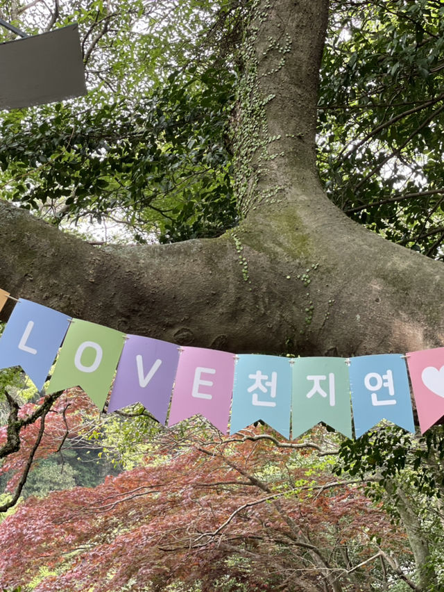 💦 천지연폭포, 서귀포의 장관