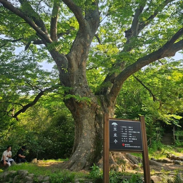 A Day Up Mudeungsan