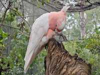 Healesville Sanctuary – VIC