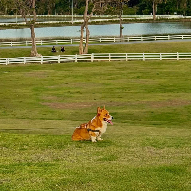 สถานที่ดูแสงเย็น ในเมืองเชียงใหม่ Vibesโคตรดี 🌳🧡