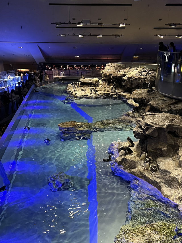 東京墨田水族館｜企鵝控不能錯過的城市療癒角落