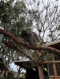 🐨 澳洲維多利亞州的一個受歡迎的私人家族經營動物園🦙🫏🦘🐕