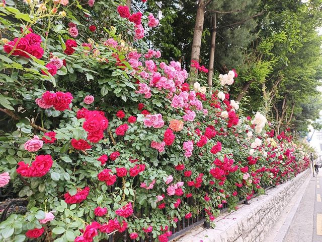 🌹✨【首爾隱藏版玫瑰牆❣️延南洞必去打卡點】✨🌹