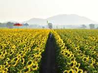 一面のヒマワリに心ときめく🌻✨ ロッブリーで季節限定の絶景を楽しもう！#ロッブリー #ヒマワリ畑 #タイ旅行