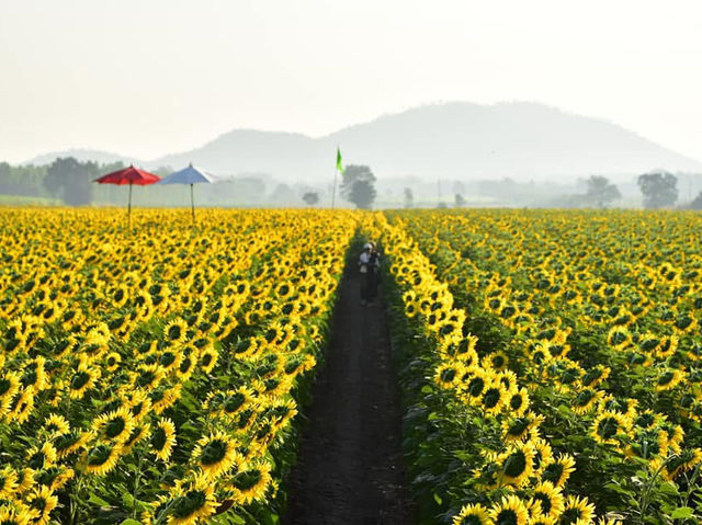 一面のヒマワリに心ときめく🌻✨ ロッブリーで季節限定の絶景を楽しもう！#ロッブリー #ヒマワリ畑 #タイ旅行