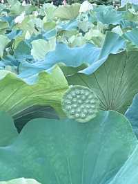 珠海｜夢境般荷花盛開的6月天🪷💓