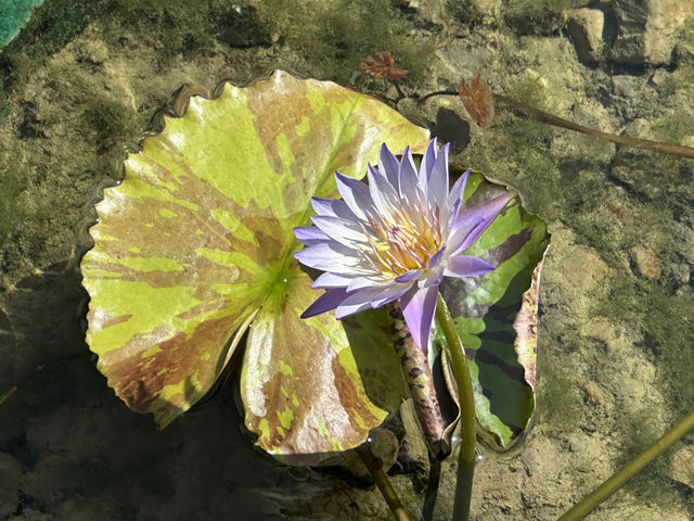 香港好去處 | 賞花 | 志蓮淨苑 | 蓮花