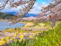 แม่น้ำฮิโนะคิไน (Hinokinai River / 檜木内川) 