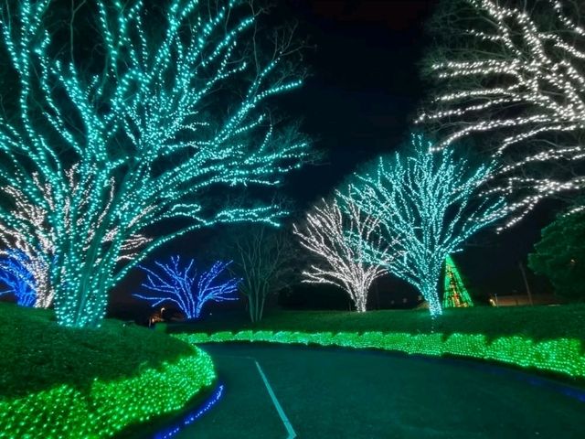 幻想的な光の世界！なばなの里イルミネーションの感動体験