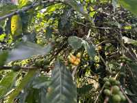【Ocaso Coffee House｜Finca El Ocasoのコーヒーツアー】