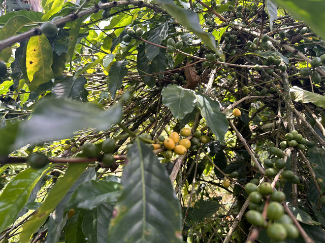 【Ocaso Coffee House｜Finca El Ocasoのコーヒーツアー】