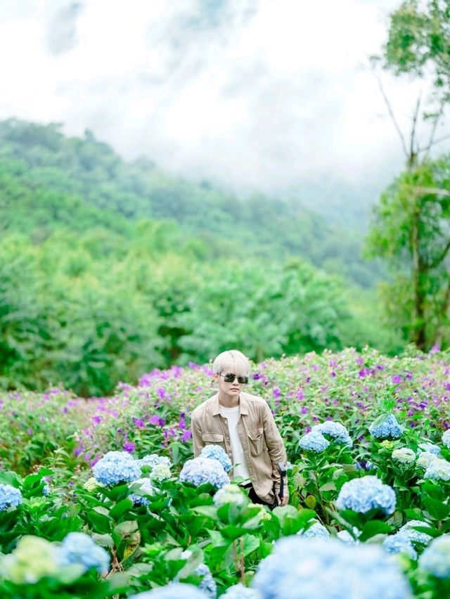 ยอดดอยม่อนแจ่ม Coffee