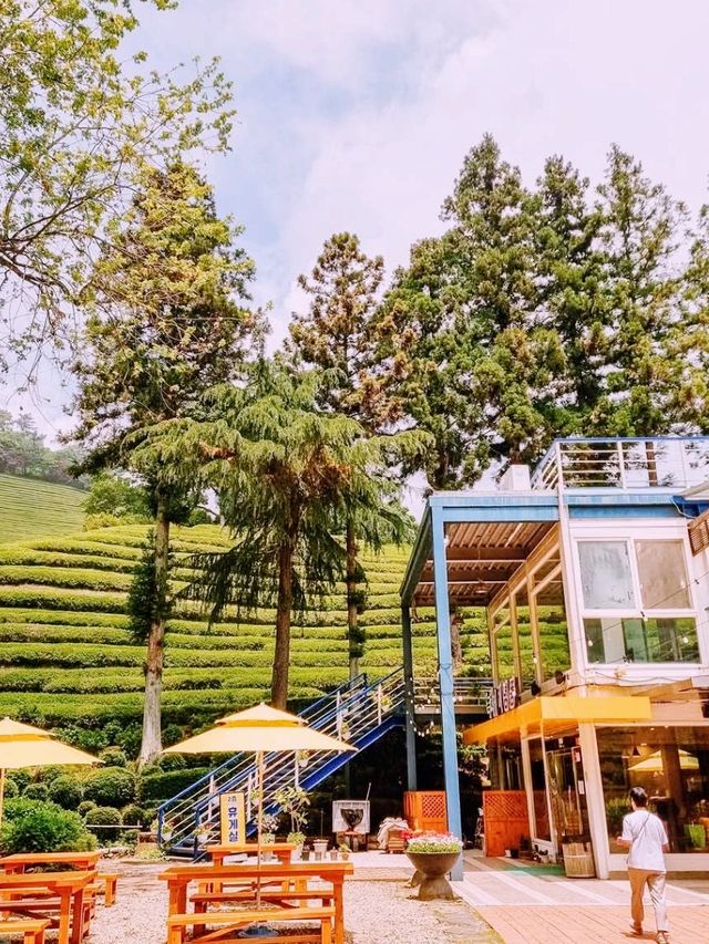 Green Tea Field
