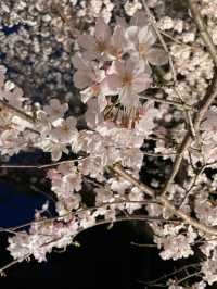 【滋賀🇯🇵】大津で楽しむ三井寺の夜桜