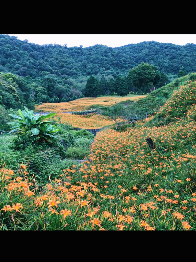 赤科山金針花｜藏在雲霧山巔的金黃奇蹟，花季限定的療癒仙境