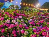 Dawn approaches with full bloom of hydrangeas