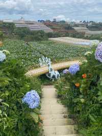 ดาลัด (เวียดนาม) เมืองแห่งดองไม้