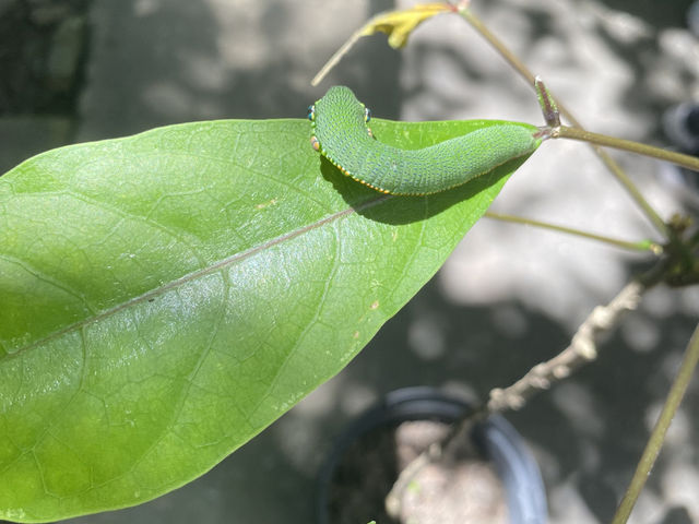亞泥生態園區  🦋 蝴蝶翩舞 