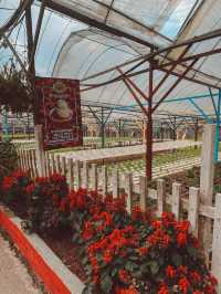 Strawberries, Flowers & Café Treats: A Day at Big Red Farm