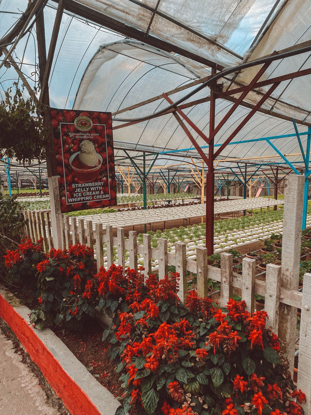 Strawberries, Flowers & Café Treats: A Day at Big Red Farm