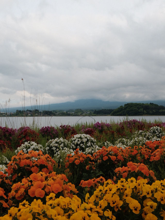 A Glimpse of Fuji, A Flood of Emotion