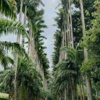 Leafy Wanders & Giant Palms