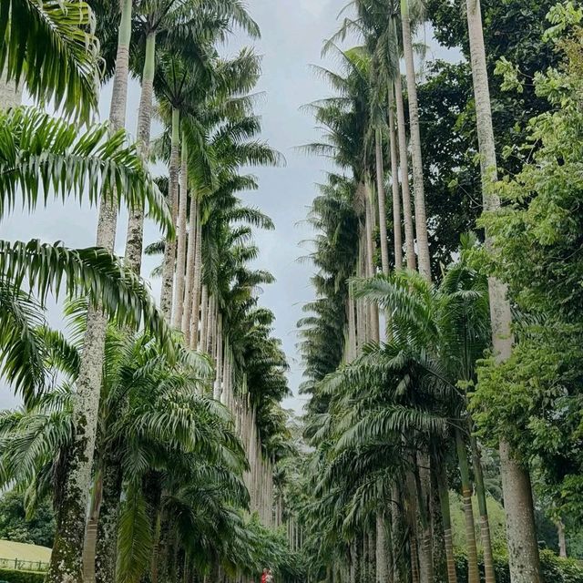 Leafy Wanders & Giant Palms