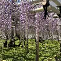 🌸🇯🇵 Uji Wisteria – A Purple Curtain Over Kyoto’s Phoenix Hall