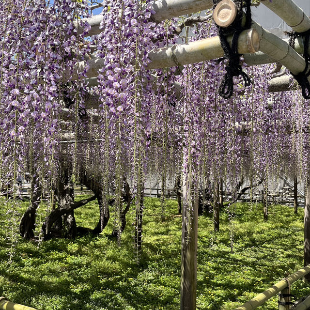 🌸🇯🇵 Uji Wisteria – A Purple Curtain Over Kyoto’s Phoenix Hall
