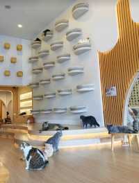 Mali Cat Cafe เป็นคาเฟ่แมวที่อยู่ตรงข้าม ม.บูรพา