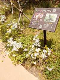 Commanding Daytime Vistas of Jeju's Coast and City