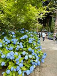 Hydrangea Heaven: A Summer Pilgrimage to Oga's Blue Temple