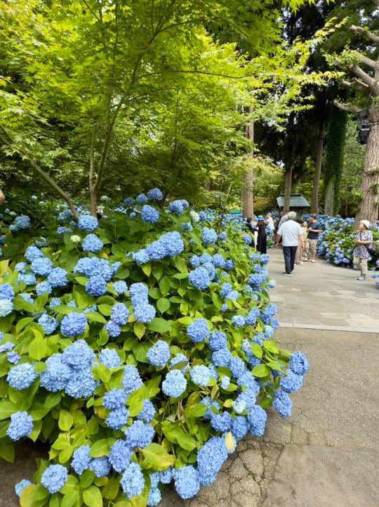 Hydrangea Heaven: A Summer Pilgrimage to Oga's Blue Temple