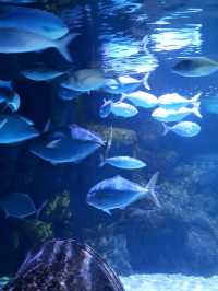 พาชม SEA LIFE Kelly Tarlton’s Aquarium, NZ🇳🇿