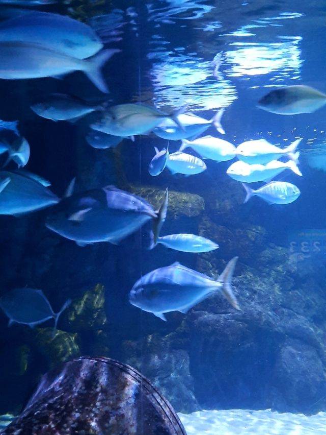 พาชม SEA LIFE Kelly Tarlton’s Aquarium, NZ🇳🇿