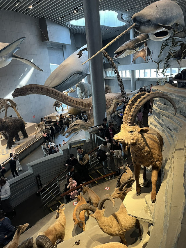 ShanghaiNaturalHistoryMuseum ไดโนเสาร์คือเท่สุด🦖🌿
