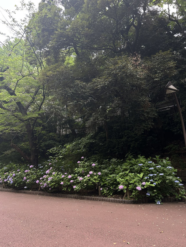 สวนอุเอโนะ (Ueno Park)