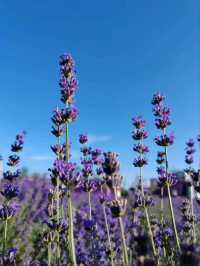 Soul of Purple, Essence of Scent