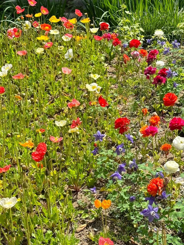 🇰🇷 Seoul Forest – A Must-Visit Gem in Seoul! 🌳✨