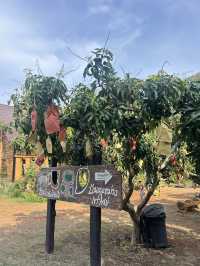 รีวิว “บ้านหมากม่วง” เขาใหญ่ 🥭
