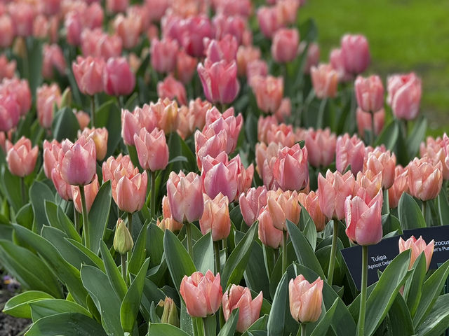 荷蘭🇳🇱